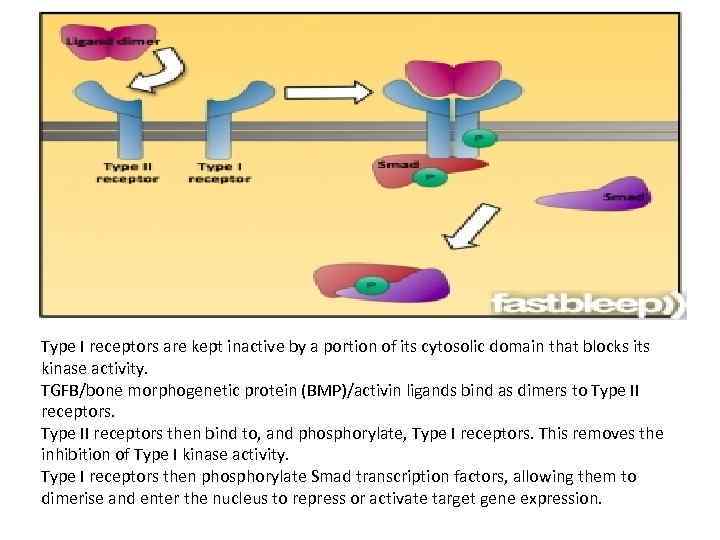 Type I receptors are kept inactive by a portion of its cytosolic domain that