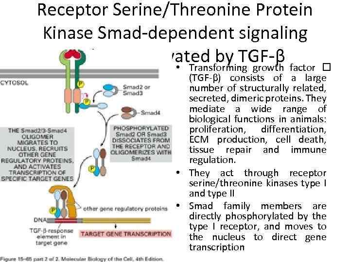 Receptor Serine/Threonine Protein Kinase Smad-dependent signaling pathway activated by TGF-β factor • Transforming growth