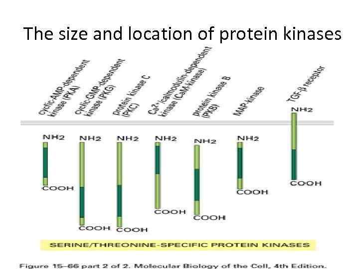 The size and location of protein kinases 