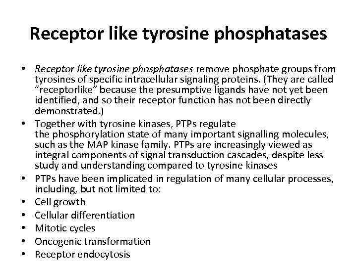 Receptor like tyrosine phosphatases • Receptor like tyrosine phosphatases remove phosphate groups from tyrosines