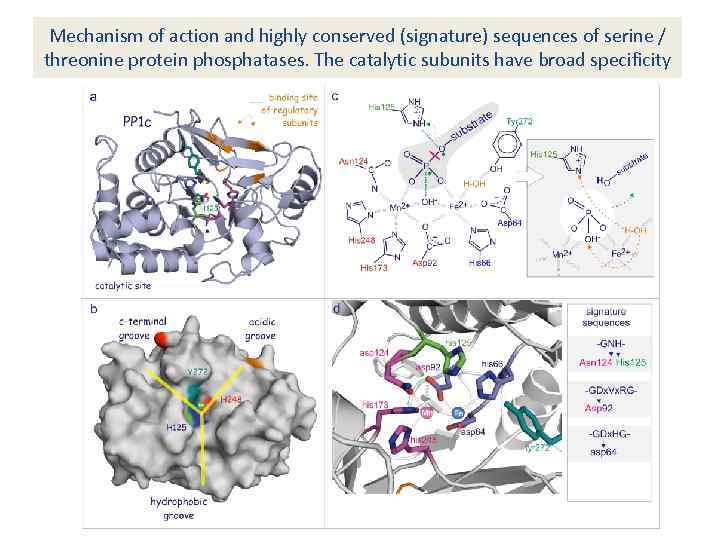 Mechanism of action and highly conserved (signature) sequences of serine / threonine protein phosphatases.