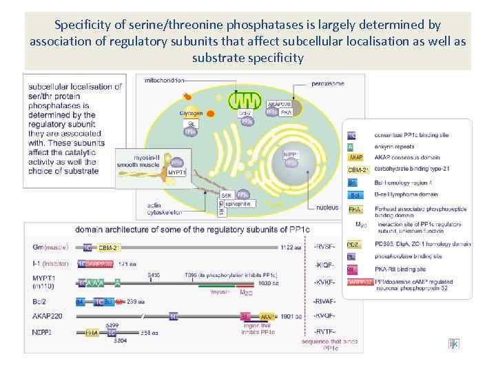 Specificity of serine/threonine phosphatases is largely determined by association of regulatory subunits that affect