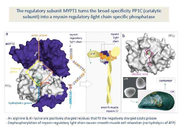 The regulatory subunit MYPT 1 turns the broad-specificity PP 1 C (catalytic subunit) into