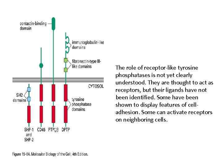 The role of receptor-like tyrosine phosphatases is not yet clearly understood. They are thought