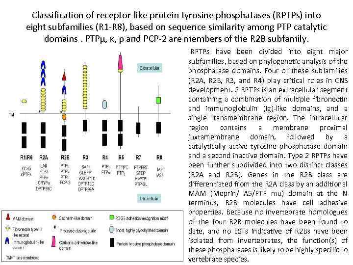 Classification of receptor-like protein tyrosine phosphatases (RPTPs) into eight subfamilies (R 1 -R 8),