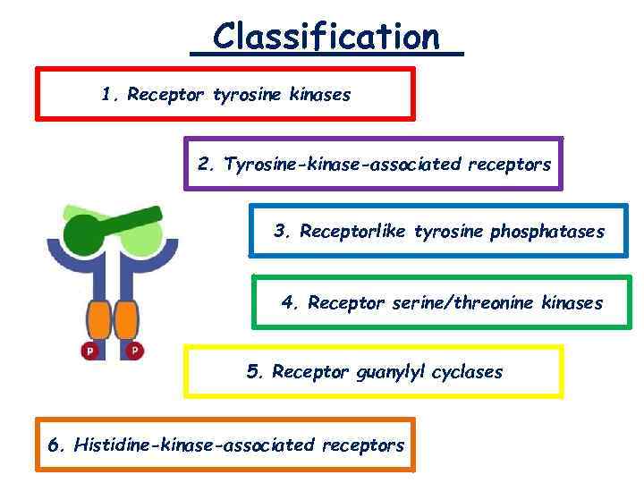 Classification 1. Receptor tyrosine kinases 2. Tyrosine-kinase-associated receptors 3. Receptorlike tyrosine phosphatases 4. Receptor