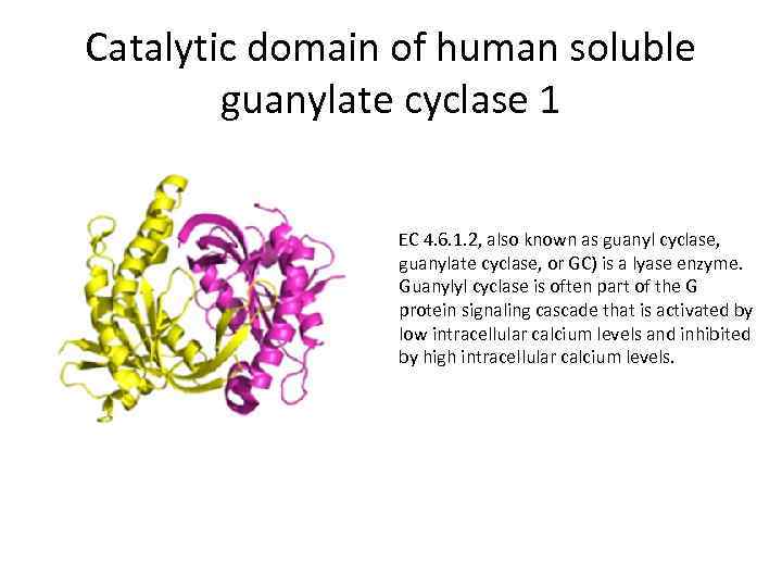 Catalytic domain of human soluble guanylate cyclase 1 EC 4. 6. 1. 2, also