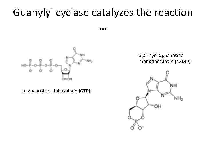 Guanylyl cyclase catalyzes the reaction … 3', 5'-cyclic guanosine monophosphate (c. GMP) of guanosine