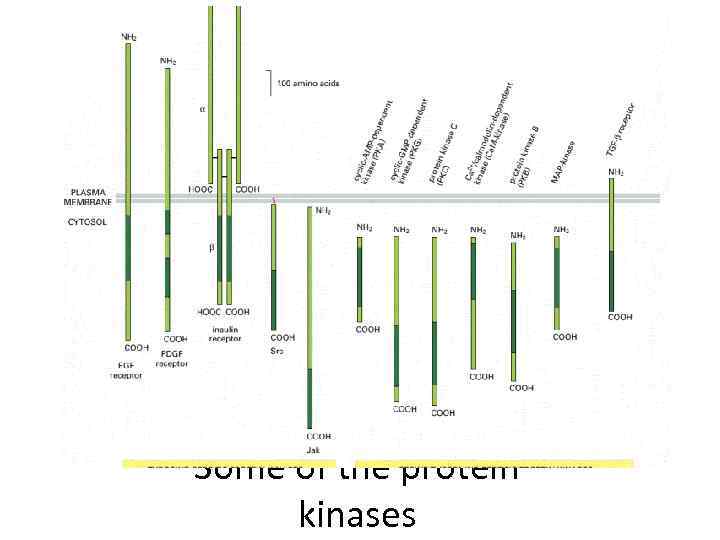 Some of the protein kinases 