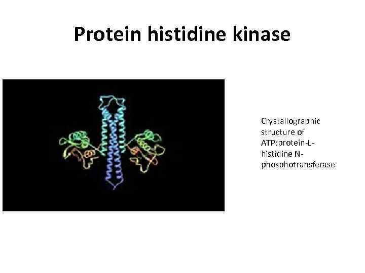 Protein histidine kinase Crystallographic structure of ATP: protein-Lhistidine Nphosphotransferase 