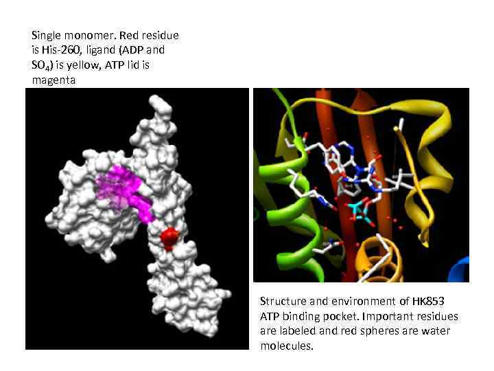 Single monomer. Red residue is His-260, ligand (ADP and SO 4) is yellow, ATP