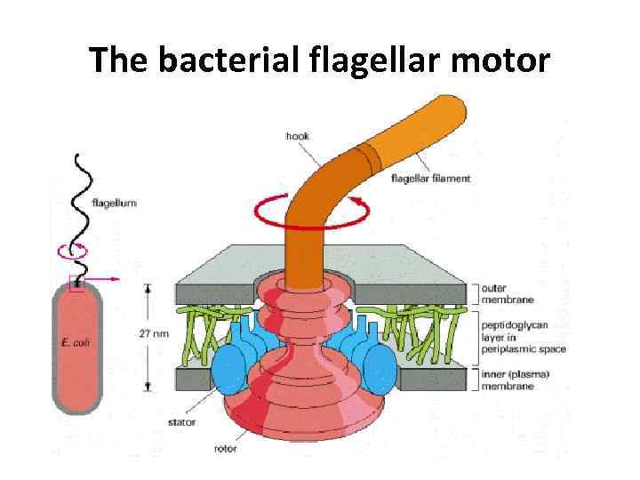 The bacterial flagellar motor 