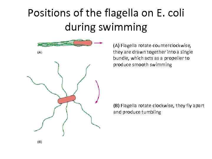 Positions of the flagella on E. coli during swimming (A) Flagella rotate counterclockwise, they