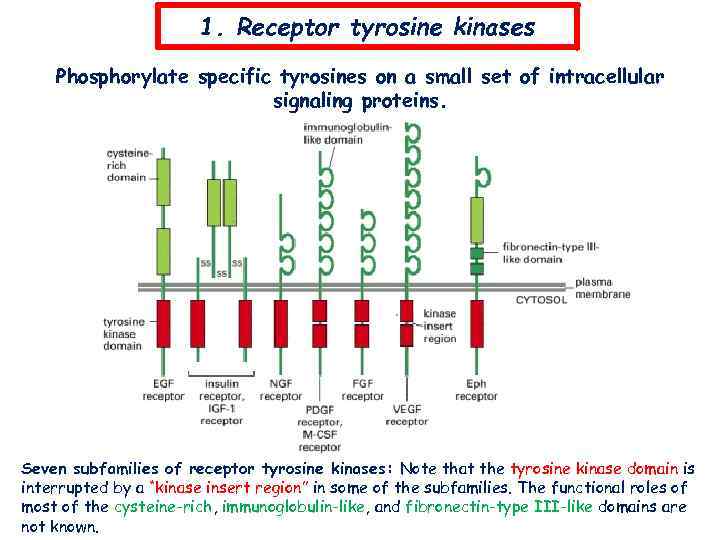 1. Receptor tyrosine kinases Phosphorylate specific tyrosines on a small set of intracellular signaling