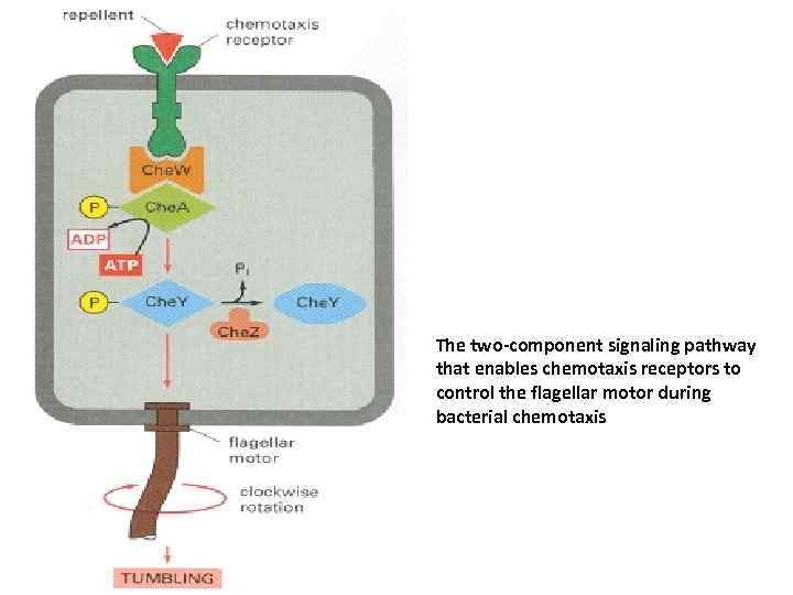 The two-component signaling pathway that enables chemotaxis receptors to control the flagellar motor during