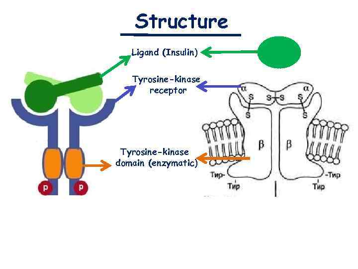 Structure Ligand (Insulin) Tyrosine-kinase receptor Tyrosine-kinase domain (enzymatic) 