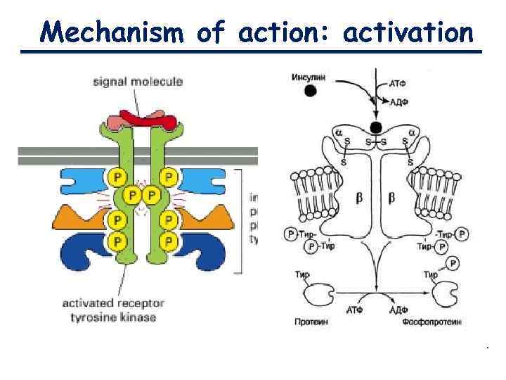 Mechanism of action: activation 