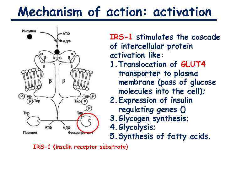 Mechanism of action: activation IRS-1 stimulates the cascade of intercellular protein activation like: 1.