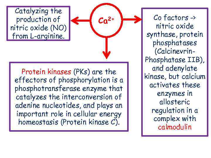 Catalyzing the production of nitric oxide (NO) from L-arginine. Ca 2+ Protein kinases (PKs)