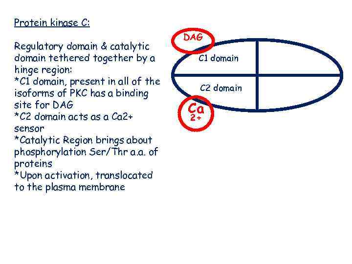 Protein kinase C: Regulatory domain & catalytic domain tethered together by a hinge region: