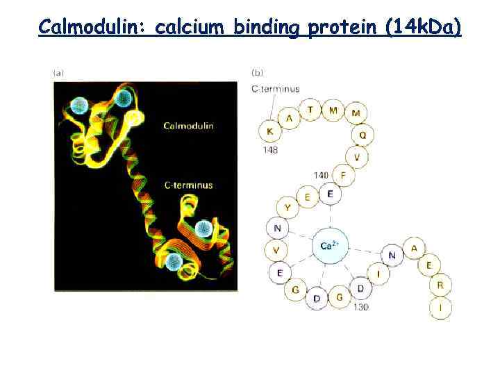Calmodulin: calcium binding protein (14 k. Da) 