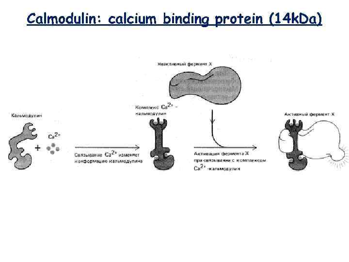 Calmodulin: calcium binding protein (14 k. Da) 