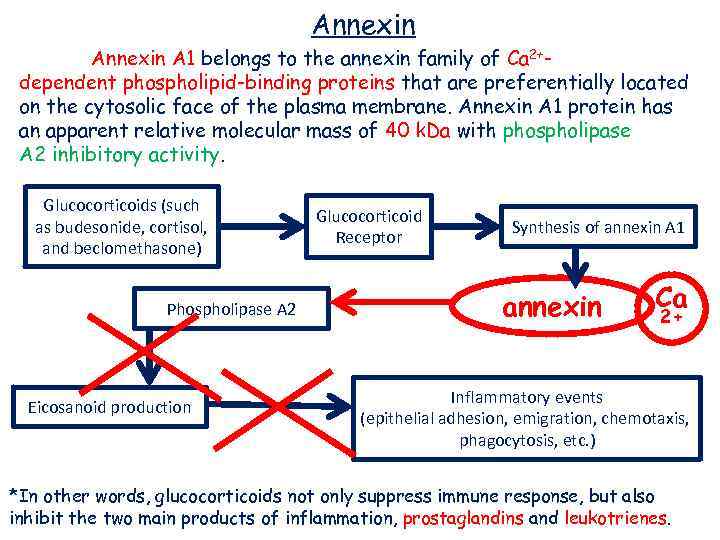 Annexin A 1 belongs to the annexin family of Ca 2+dependent phospholipid-binding proteins that