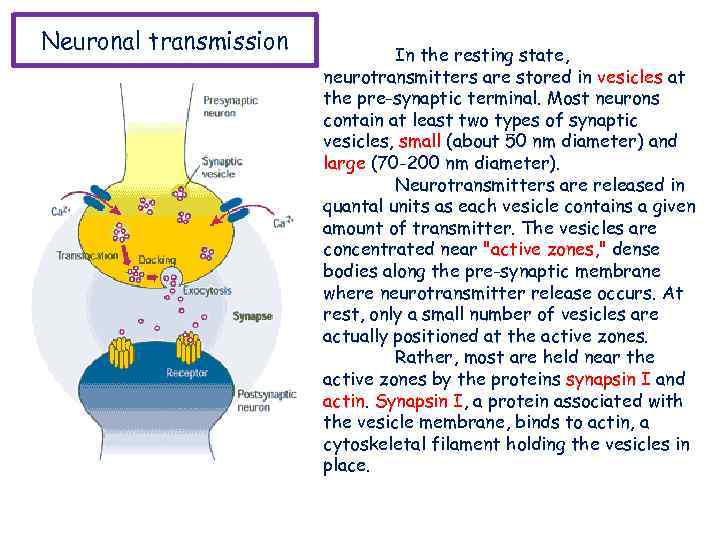 Neuronal transmission In the resting state, neurotransmitters are stored in vesicles at the pre-synaptic