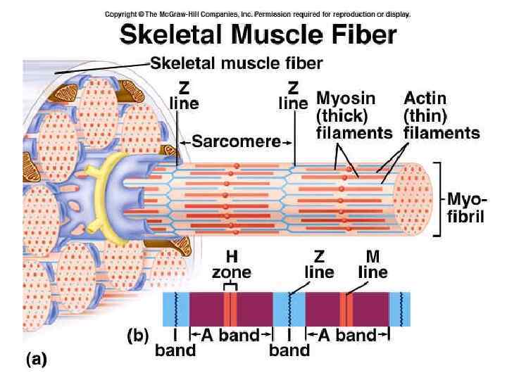 Role Of Ca 2 Ions In Mechanisms Of