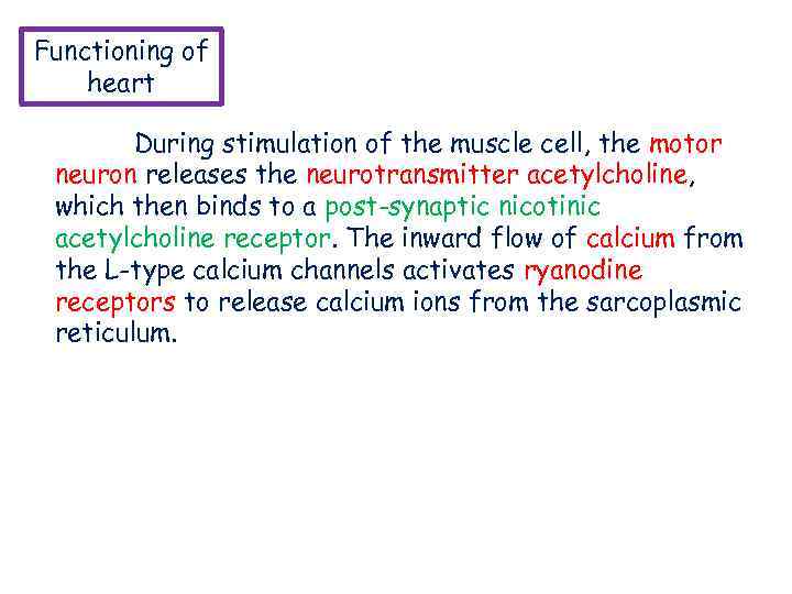 Functioning of heart During stimulation of the muscle cell, the motor neuron releases the