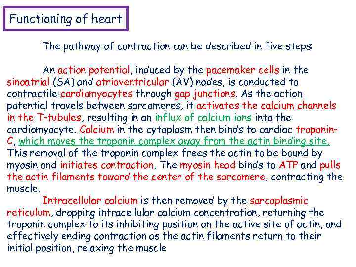 Functioning of heart The pathway of contraction can be described in five steps: An