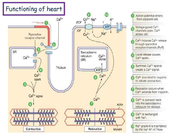 Functioning of heart 