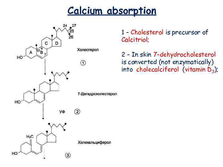 Calcium absorption 1 – Cholesterol is precursor of Calcitriol; 2 – In skin 7