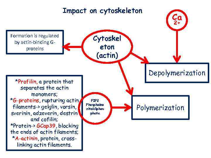 Impact on cytoskeleton Ca 2+ Formation is regulated by actin-binding Gproteins Cytoskel eton (actin)