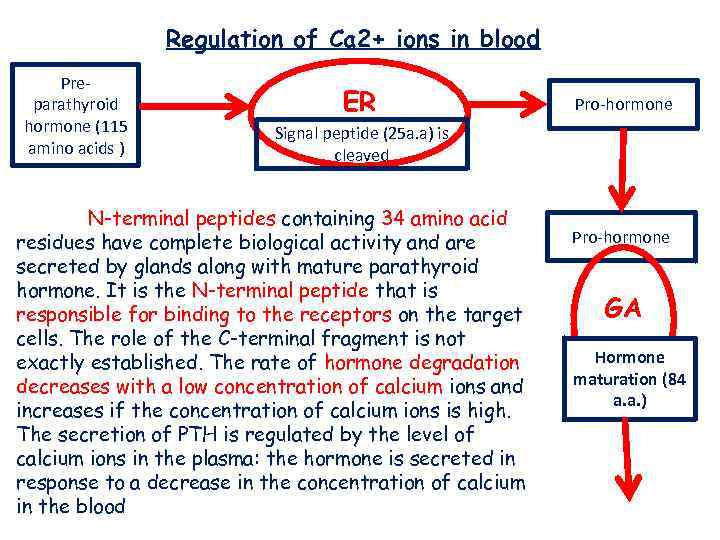 Regulation of Ca 2+ ions in blood Preparathyroid hormone (115 amino acids ) ER