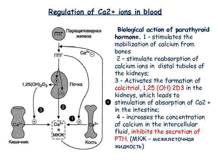 Regulation of Ca 2+ ions in blood Biological action of parathyroid hormone. 1 –