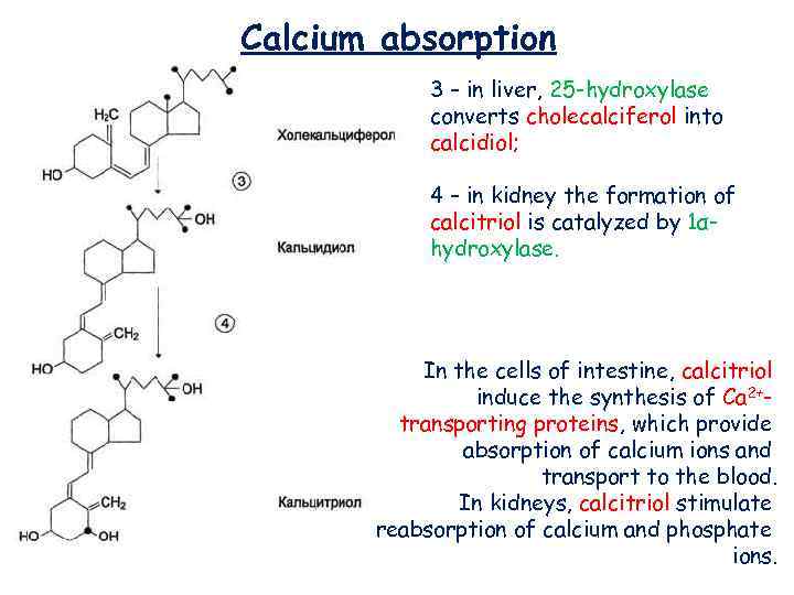 Calcium absorption 3 – in liver, 25 -hydroxylase converts cholecalciferol into calcidiol; 4 –