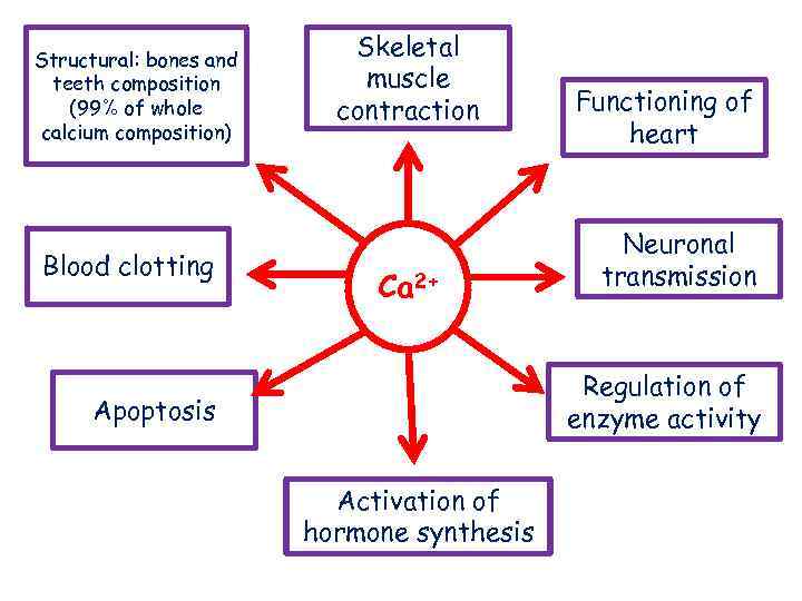Structural: bones and teeth composition (99% of whole calcium composition) Blood clotting Skeletal muscle