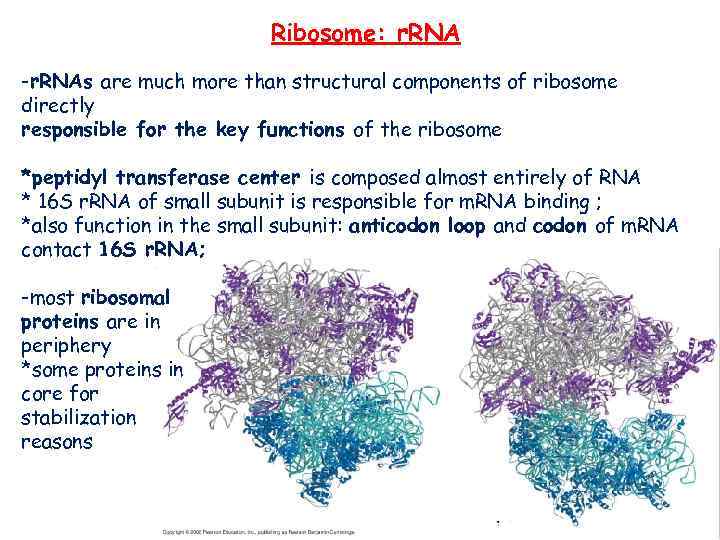 Ribosome: r. RNA -r. RNAs are much more than structural components of ribosome directly