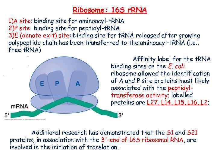 Ribosome: 16 S r. RNA 1)A site: binding site for aminoacyl-t. RNA 2)P site: