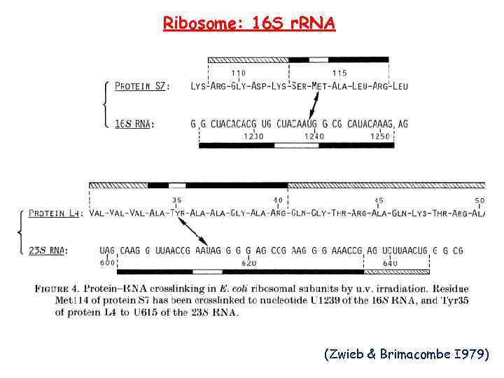 Ribosome: 16 S r. RNA (Zwieb & Brimacombe I 979) 