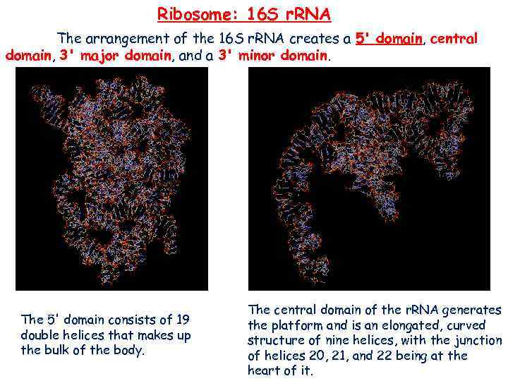 Ribosome: 16 S r. RNA The arrangement of the 16 S r. RNA creates