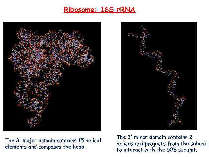 Ribosome: 16 S r. RNA The 3' major domain contains 15 helical elements and