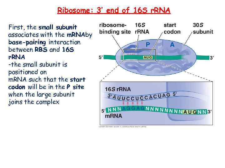 Ribosome: 3’ end of 16 S r. RNA First, the small subunit associates with