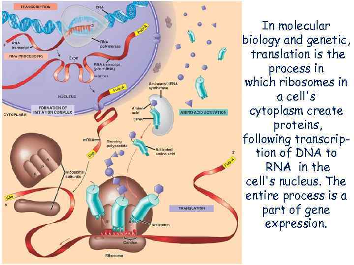 In molecular biology and genetic, translation is the process in which ribosomes in a