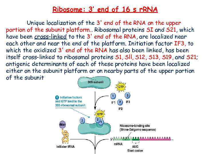 Ribosome: 3’ end of 16 s r. RNA Unique localization of the 3' end