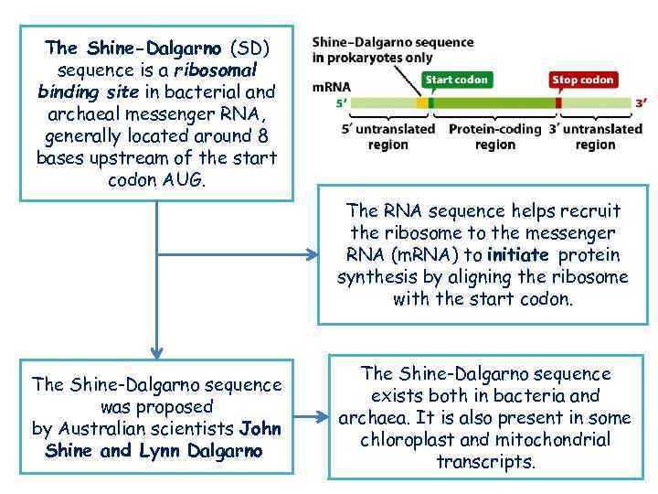 The Shine-Dalgarno (SD) sequence is a ribosomal binding site in bacterial and archaeal messenger