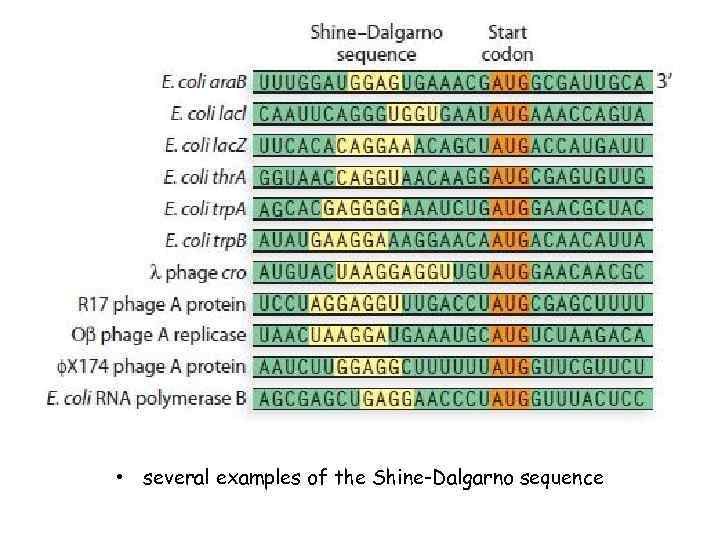  • several examples of the Shine-Dalgarno sequence 