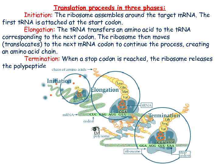 Translation proceeds in three phases: Initiation: The ribosome assembles around the target m. RNA.