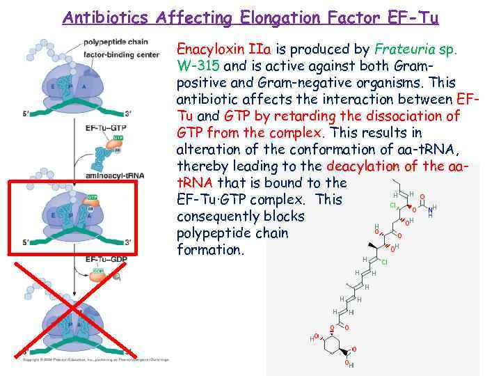 Antibiotics Affecting Elongation Factor EF-Tu Enacyloxin IIa is produced by Frateuria sp. W-315 and